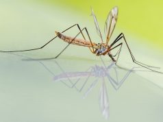zaprašivanje larvi komaraca