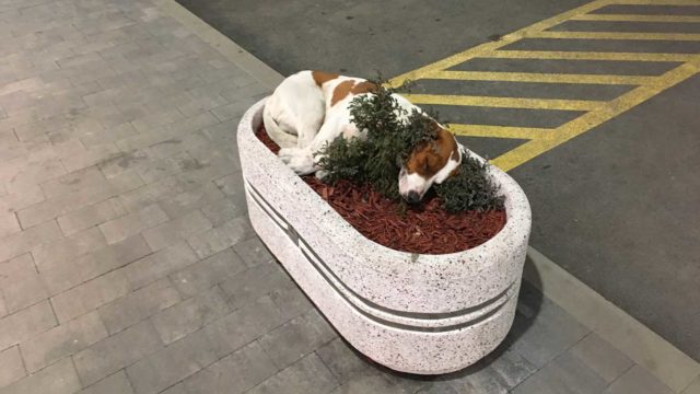 Pas spava u žardinjeri - Capitol Park Zaječar