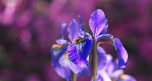 Prognoza vremena za petak 22. maj i naredne dane Iris - Perunika