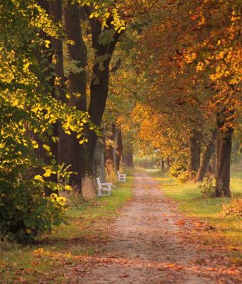 VREMENSKA PROGNOZA ZA ZAJEČAR I ISTOČNU SRBIJU: Stiže pravo Miholjsko leto, temperature idu i do 27 stepeni! Jesen, šuma, vreme prognoza
