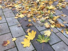 VREMENSKA PROGNOZA ZA NAREDNE DANE: Očekuje nas pravo Miholjsko leto uz sunce i toplije vreme, ali i opasnost od suše! Lišće, jesen, novembar, vreme