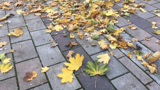 Lišće, jesen, novembar, vreme