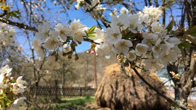 Drvo u cvetovima, proleće, selo Vrmdža